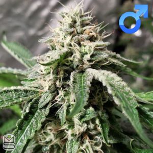 Raw Genetics - Stracciatella Gelato