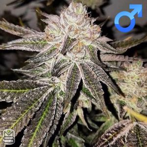 Raw Genetics – Sunset Strudel