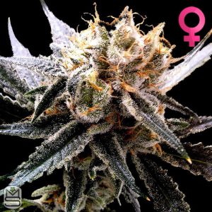 Reserva Privada Sour Tangie