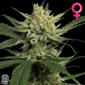Reserva Privada Strawberry Banana