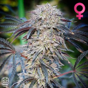 Seed Junky Genetics - Hidden Pastry