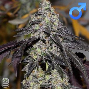 Seed Junky Genetics - Sunset Sherbert BX1