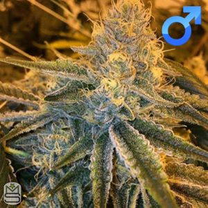 Seed Junky Genetics - Triangle Kush BX1