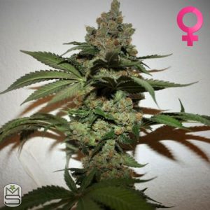True Canna Genetics - Grape Gas