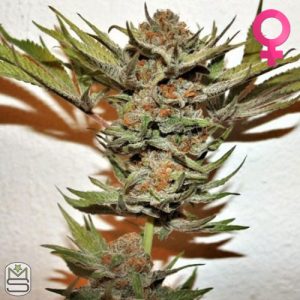 True Canna Genetics - Purple Fondue