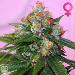 True Canna Genetics - Truzilla