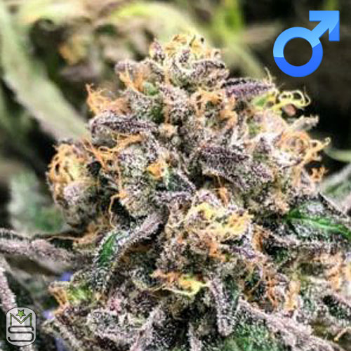 Seed Junky Genetics - Kush Sorbet