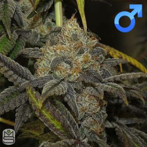 Seed Junky Genetics - Dosipop