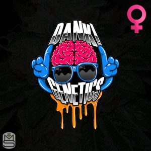 Dank Genetics - Frozen Lemon