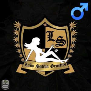 Lady Sativa Genetics - English OG