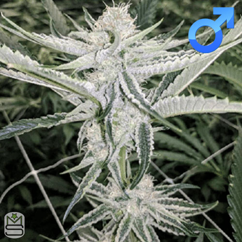 Seed Junky Genetics - Cake Crashers