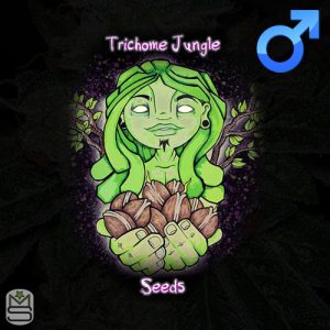 Trichome Jungle Seeds - Lemon Blossom