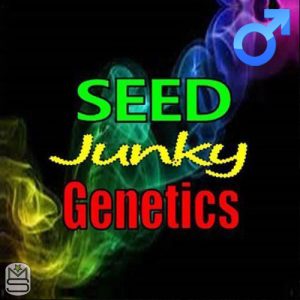 Seed Junky Genetics - Key Lime Mints x Kush Mints 11