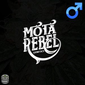 Mota Rebel - Poison Citrus