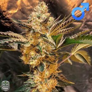 Seed Junky Genetics - Wedding Sunset