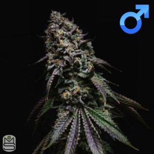 Seed Junky Genetics - Kush Mints x Triangle Kush BX3