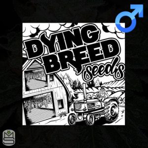 Dying Breed Seeds - Sour Zkittlez