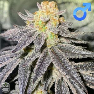 Seed Junky Genetics - Animal Face x Kush Mints 11