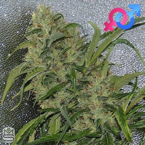 Karma Genetics - Amnesia OG