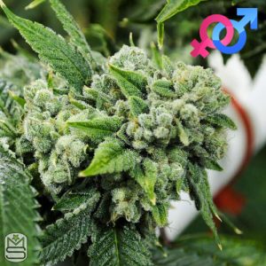Karma Genetics - Biker Kush