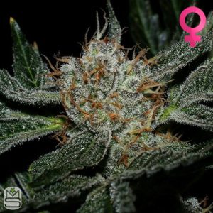 Karma Genetics - Grenadine