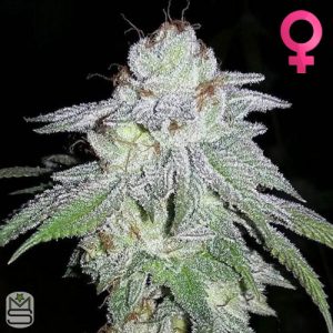 Karma Genetics - Headstash
