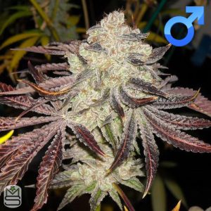 Karma Genetics - KarmDown