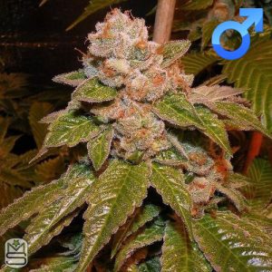Karma Genetics - Karma OG