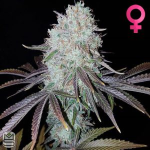 Karma Genetics - Orange Headstash