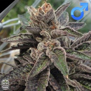 Rare Dankness - 501st OG