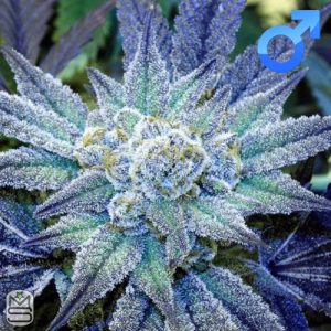 Rare Dankness - Night Terror OG