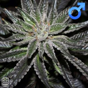 Rare Dankness - The Ox