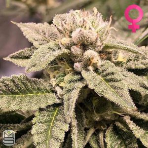 Cannarado Genetics - La Quinceanera