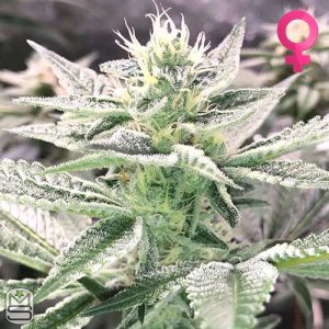 Cannarado Genetics - Single Scoop