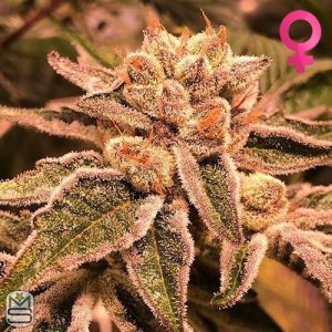 Cannarado Genetics - Special Occasion