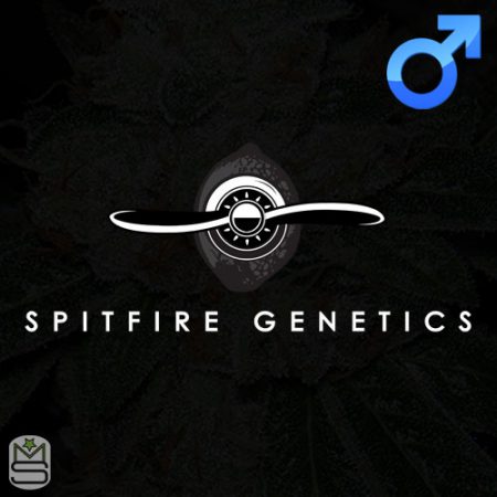 Spitfire Genetics - Regular
