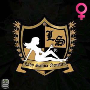 Lady Sativa Genetics Feminized