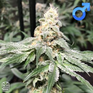 Cannarado Genetics - Biscotti Cakes
