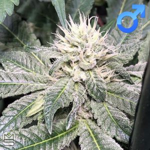 Cannarado Genetics - Biscotti Chunks