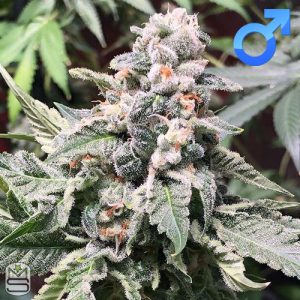 Cannarado Genetics - Gelatti Biscotti