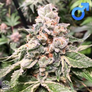 Cannarado Genetics - Peanut Butter Biscotti Sundae