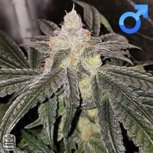 Cannarado Genetics - Sundae Driver BX