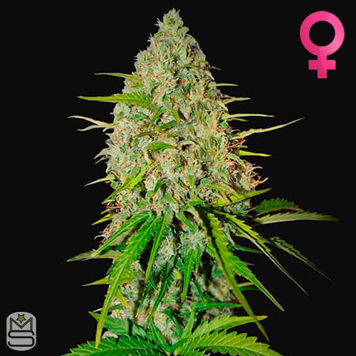 FastBuds Grapefruit Auto Manchester Seed Bank & Head Shop UK