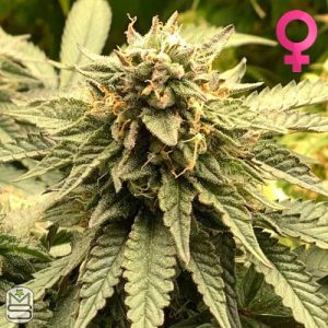Mosca Seeds - Bubblegum Gelato