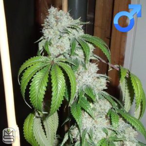 Bodhi Seeds - Black Triangle