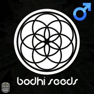 Bodhi Seeds - Regular