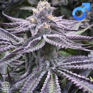 Symbiotic Genetics - Punch Breath