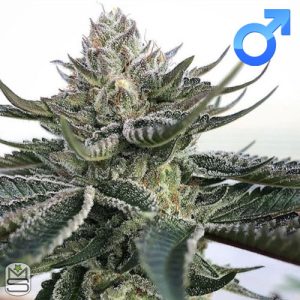 Symbiotic Genetics - Purple Starburst