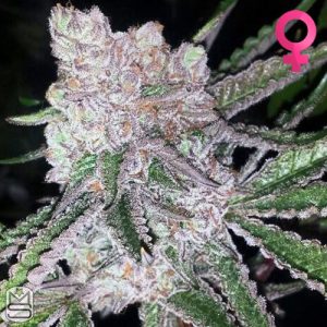 Mosca Seeds - Bubblegum Boogie