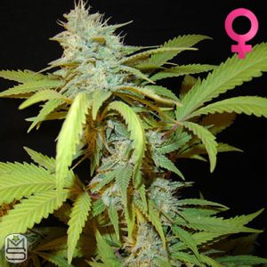Seedism - BLZ Bud
